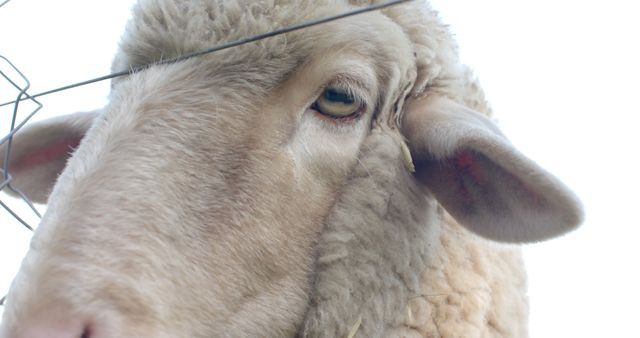 Close up portrait of white sheep in sunny nature. Livestock, agriculture, animals and farming, unaltered.
