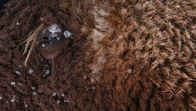 Macro closeup of bison eye and frosted fur with ice crystals textured wildlife portrait