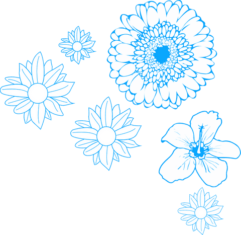 Transparent outline of daisy gerbera hibiscus flowers on transparent background