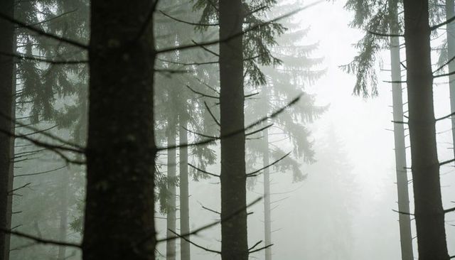 Dark conifer trunks rising through misty mountain forest, needles and moss adding texture and depth
