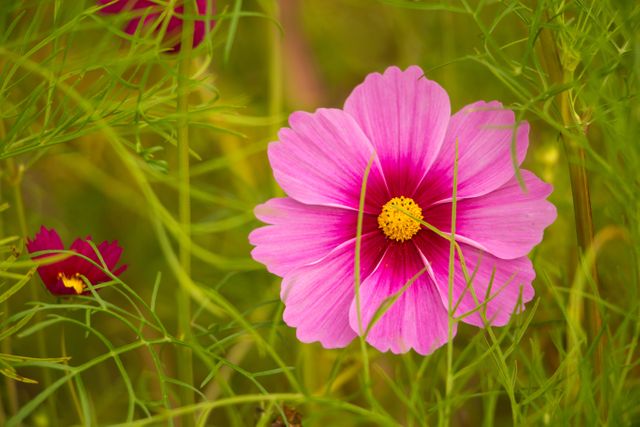 Vibrant Pink Cosmos Flower Blooming in Green Meadow - Download Free Stock Photos Pikwizard.com