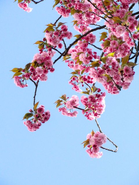 Cherry blossoms are blooming on branches amidst a clear blue sky, creating a vibrant display of nature. The pink flowers are in full bloom, symbolizing the arrival of spring and new beginnings. This image evokes a sense of serenity and beauty, making it perfect for use in spring-themed promotions, nature wallpapers, greeting cards, and floral designs.