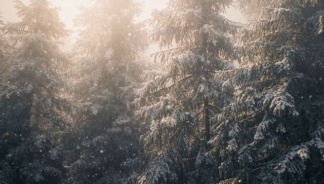 Sunlit Snow-Covered Evergreens with Drifting Snowflakes