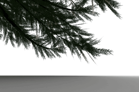 transparent pine tree branches with dark green foliage - Download Free Stock Videos Pikwizard.com