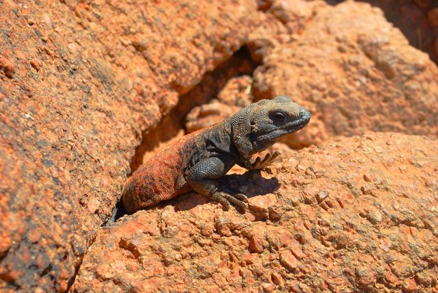 This image shows a lizard basking on rocky terrain in a sunny desert environment. The reptile, blending with the reddish-brown rocks, captures the essence of wildlife thriving in harsh conditions. Can be used for educational materials on reptiles, wildlife environment brochures, nature exploration websites, desert habitat articles, and outdoor adventure promotions.