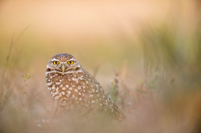 Burrowing owl standing in grassland, blending naturally with its surroundings due to its coloring. Soft, light brown background emphasizing the bird's bright yellow eyes. Reptilian-like pose showing curiosity. Suitable for nature, wildlife, and birdwatching themes. Can be used for animal magazines, educational materials, and wildlife conservation campaigns.
