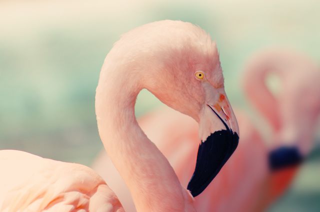 This image presents a detailed close-up of a flamingo against a soft focus background, emphasizing its distinctive features and pink hue. Suitable for use in educational or wildlife documentaries, promotional materials for zoos or avian preserves, and artistic projects highlighting exotic birds.
