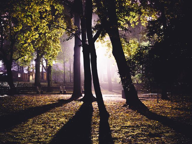 Mysterious Forest Path Illuminated by Soft Evening Light - Download Free Stock Photos Pikwizard.com