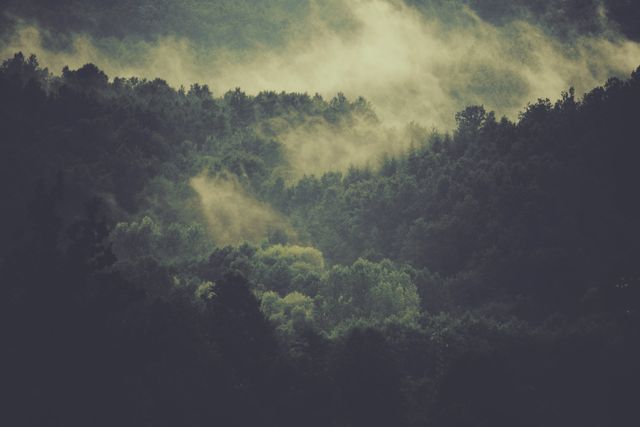 Misty Forest with Dense Tree Canopy - Download Free Stock Photos Pikwizard.com