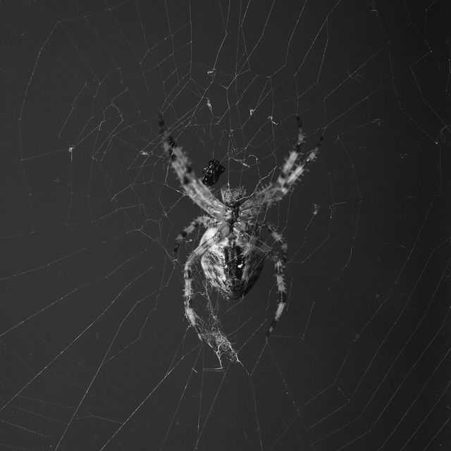 Arachnid arachnophobia arthropod black and white - Download Free Stock Photos Pikwizard.com