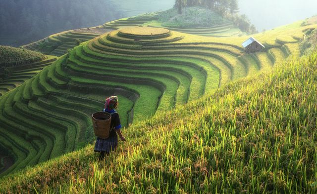 Farmer in Traditional Clothing Observing Rice Terraces - Download Free Stock Photos Pikwizard.com