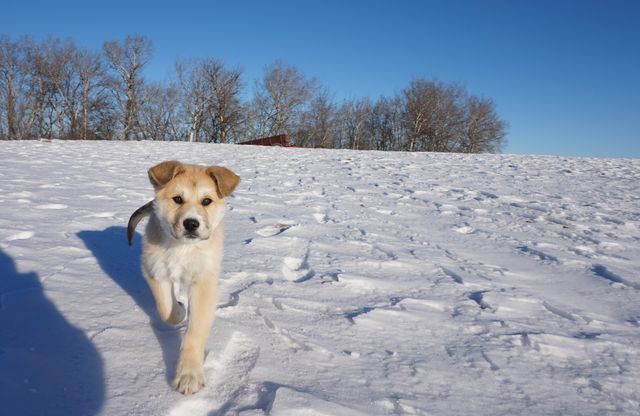 Puppy Running Through Snow in Sunny Winter Landscape - Download Free Stock Photos Pikwizard.com