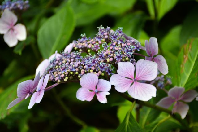 Lilac Flower Purple - Download Free Stock Photos Pikwizard.com