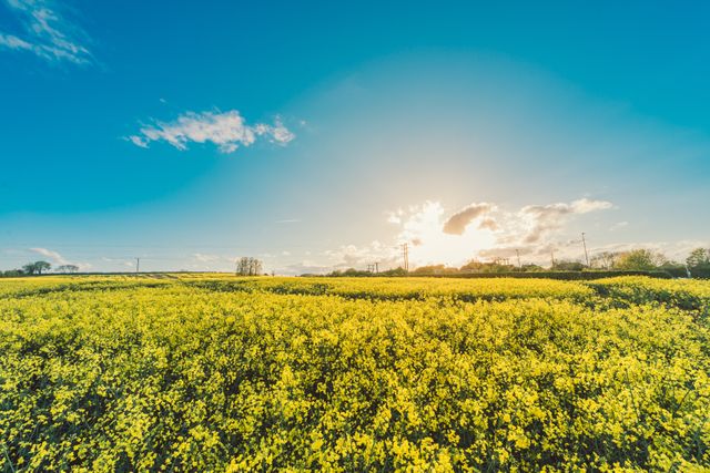 Vibrant yellow flower field under a clear blue sky with a stunning sunset in the background. Perfect for agriculture stories, nature blogs, outdoor activity websites, and promotional materials focusing on rural landscapes and serene environments.