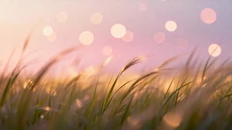Footage showing tall grass swaying in gentle breeze during golden hour, with warm backlit tones and circular bokeh highlights. Camera working with shallow depth of field to emphasize blades and seed heads while background blurring into pastel light orbs. Mood conveying calm, nostalgia, natural beauty and slow pace. Suiting website hero backgrounds, meditation and wellness videos, social media reels, travel and outdoor commercials, title sequences, calming overlays, seasonal campaigns for spring and summer, environmental content and farming promotions. Technical notes: slow motion or real time playback working well; color palette featuring warm pinks, golds and greens; generous negative space providing room for overlaying text or logos. File handling suggestion: loopable clip useful for background playback; HDR-friendly color grade enhancing highlight roll-off.