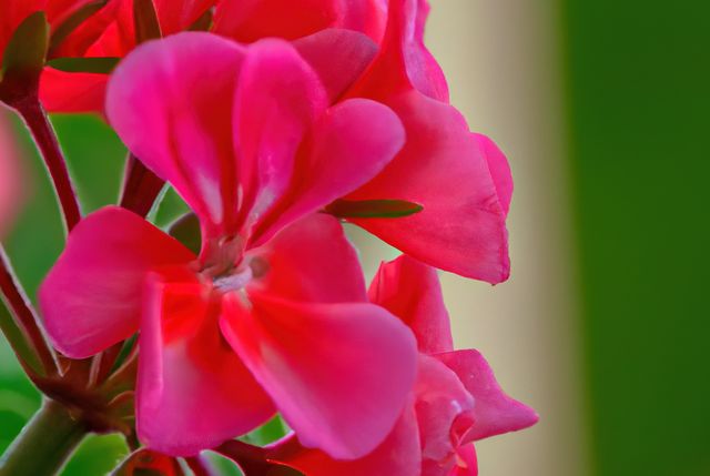 Close up of red geraniums created using generative ai technology. Flowers, colour and nature concept, digitally generated image.
