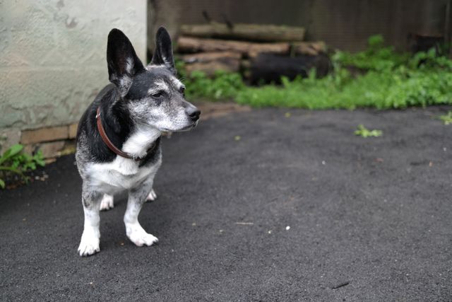 Older dog with black and white fur standing on dark asphalt outdoors. Dog is showing an alert expression, looking away from the camera. Suitable for pet-related articles, blogs about senior pet care, or promoting products for older pets.