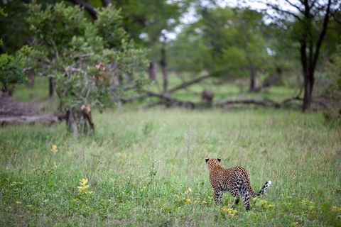 Leopard walking through tall grass in African savannah pausing toward distant trees