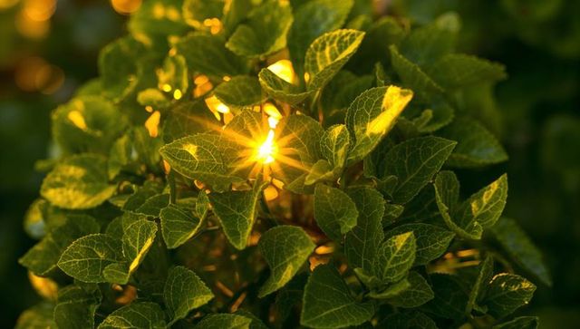 Sunburst filtering through variegated green leaves revealing delicate veins