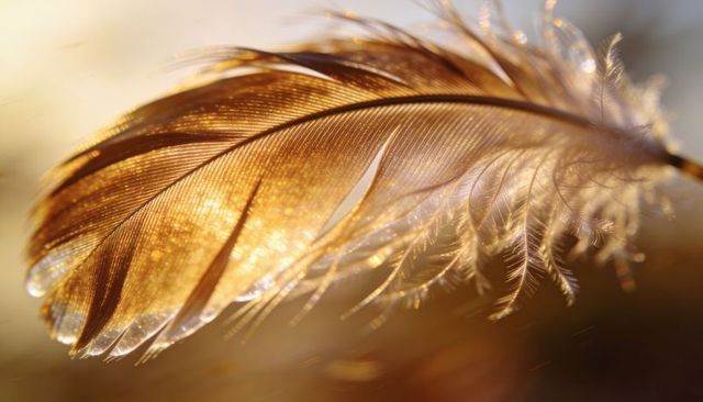 Glowing golden feather macro showing delicate barbs, downy shaft and dew droplets