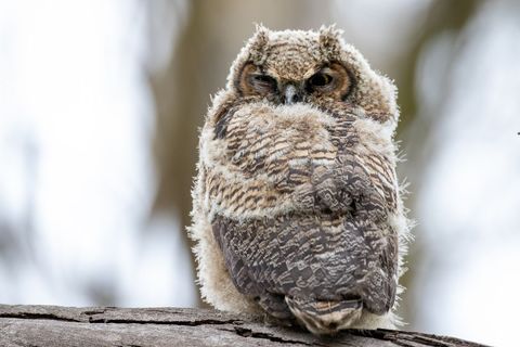 Fluffy great horned owl resting on tree branch in nature
