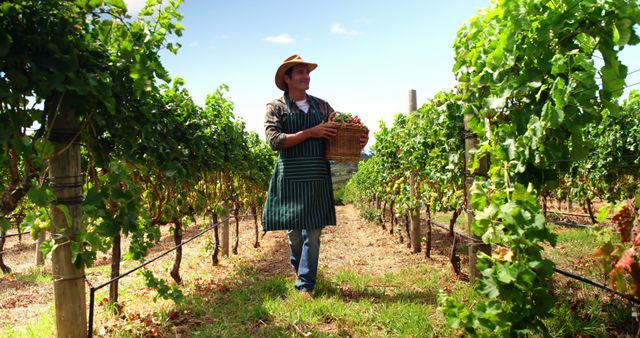 Farmer standing between rows of vibrant green grapevines holding basket full of freshly picked grapes on sunny day. Ideal for use in agricultural content, organic farming promotions, winemaking websites, and rural lifestyle articles.