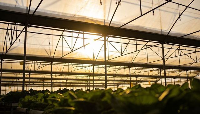 Sunlit commercial greenhouse growing leafy greens on low benches under steel truss