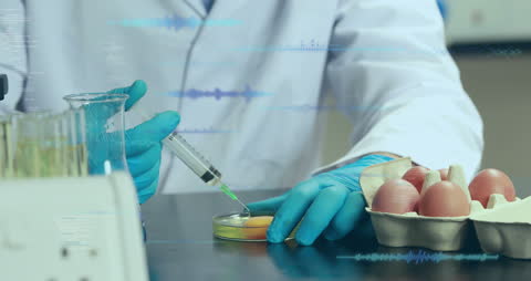 Scientist Analyzing Egg Samples in Laboratory Setting