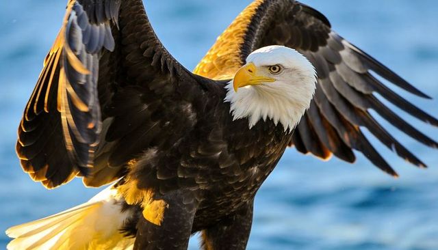 Backlit bald eagle gliding over ocean with outstretched wings and piercing golden gaze
