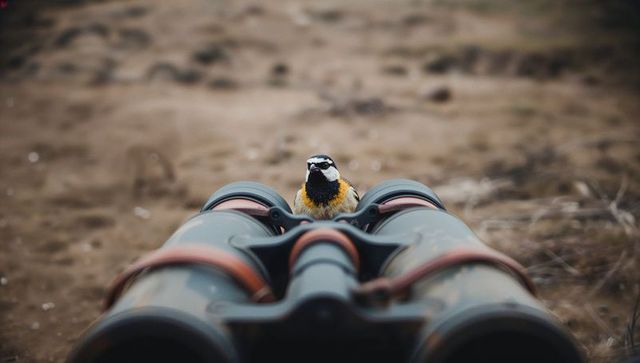 Yellow-throated bird perching on binoculars with leather straps on arid plain