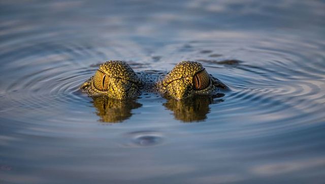 Sunlit crocodilian eyes peeking above water with ripples and amber reflection