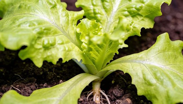 Growing green leaf lettuce seedling showing exposed roots and veined glossy foliage