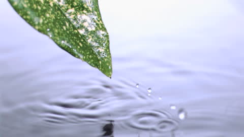 Water Droplets Falling from Hazardia Leaf with Ripple Effect Macro