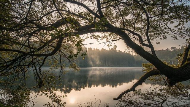 Arched tree framing misty dawn lake with soft sun reflection and forest mirror