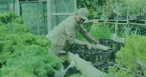 Senior Gardener Nurturing Plants in Tranquil Greenhouse