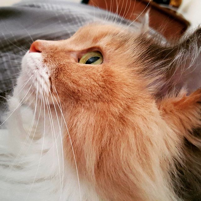 Side profile view of a domestic cat with lush fluffy fur and striking green eyes. This image perfectly captures the intricate details of the cat's face, including its whiskers and soft fur. Ideal for use in pet care blogs, animal studies, veterinary websites, or promotional materials about cats. Also suitable for social media posts and lifestyle articles focusing on pets.
