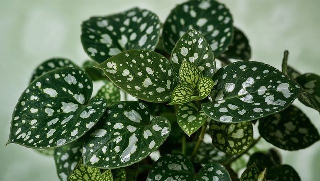 Displaying glossy variegated scindapsus leaves with silver splashes and new growth