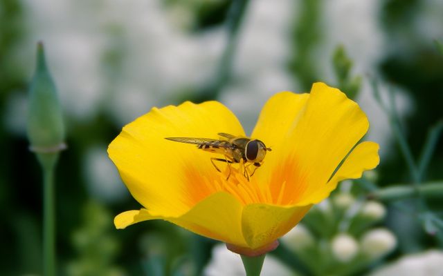 Close-Up of Hoverfly on Yellow Flower Blooming in Garden - Download Free Stock Photos Pikwizard.com