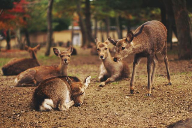 Group of deer resting on forest ground under trees in autumn. Ideal for nature and wildlife articles, educational content on deer and their habitats, or promotional materials for wildlife conservation and forest tourism.