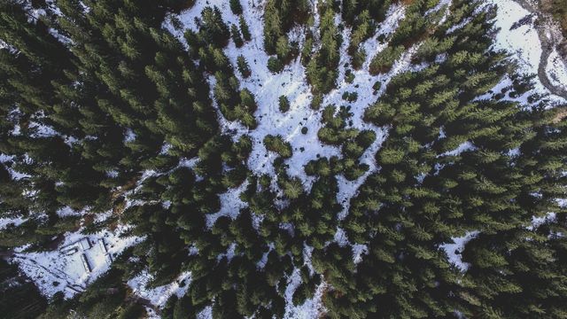 This aerial view of a snow-covered forest with evergreen trees is ideal for use in nature documentaries, environmental education, travel promotions, and seasonal greetings. The serene winter scene can also be used for backgrounds in presentations, blogs about nature and wildlife, or as prints for wall art focusing on natural beauty.