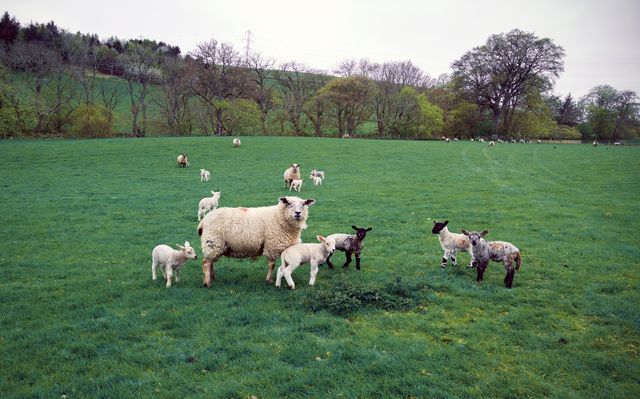 A serene scene of sheep with their lambs grazing in a lush green field on an overcast day. Ideal for concepts related to livestock farming, rural life, and agriculture. Suitable for educational materials, farming publications, and articles about sustainable farming practices.