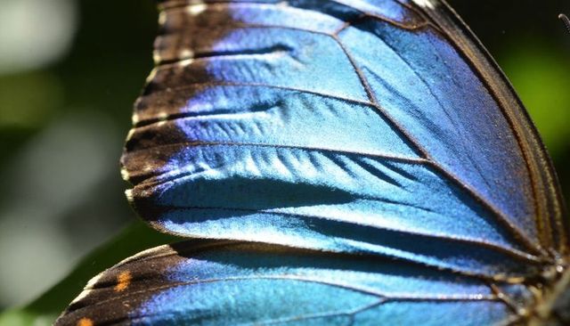 Iridescent blue morpho wing macro closeup showing scales, veins, orange spots, bokeh