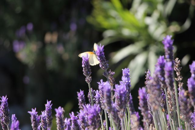 Yellow butterfly perched on vibrant purple lavender flowers in a lush garden offering a picturesque view of nature. Ideal for use in gardening websites, nature blogs, educational resources related to pollination and biodiversity, or as serene wall art for home decor.