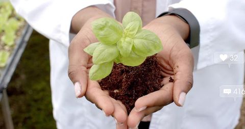 Scientist Holding Seedling Enhancing Greenhouse Growth