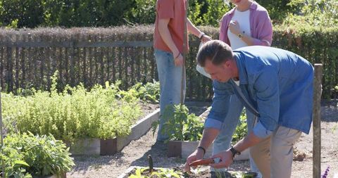 Family tending raised wooden garden beds in sunny backyard planting seedlings and herbs