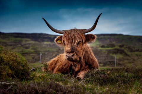 Highland cow resting on scottish moorland with long horns and shaggy red coat, moody sky
