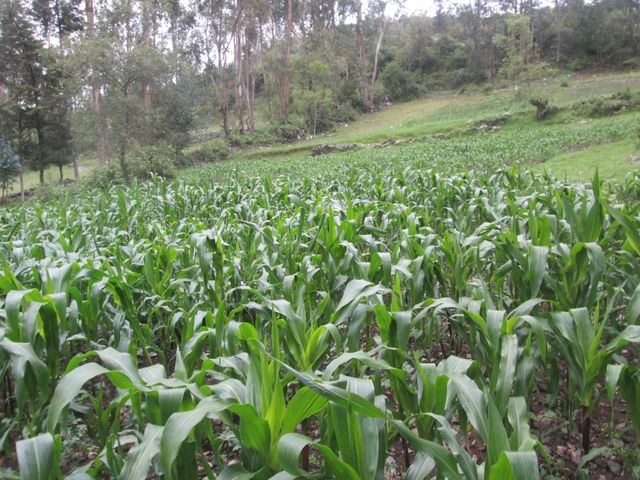Lush green corn field surrounded by trees and hills under overcast sky. Ideal for agricultural articles, farming websites, countryside tourism promotions, and environmental conservation projects.