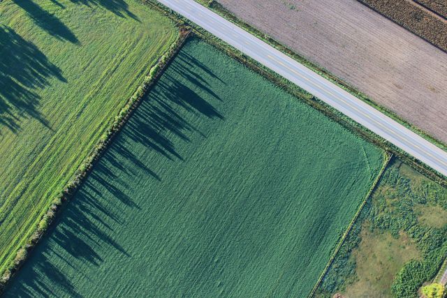 Aerial view of lush green agricultural fields intersected by a narrow road. The image showcases the geometric pattern of the fields and the shadows cast by trees. Useful for websites or publications related to agriculture, farming, countryside tourism, landscape design, or rural development.