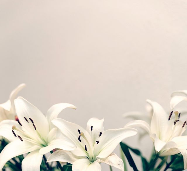Delicate White Lilies Against Soft Background - Download Free Stock Photos Pikwizard.com