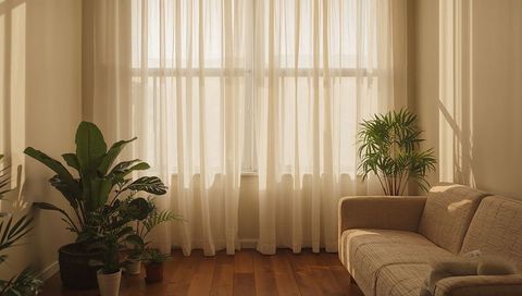 Sheer curtains letting warm sunlight fill minimalist living room with potted greenery